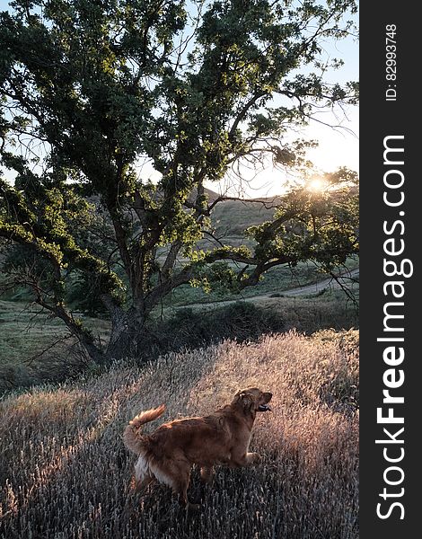 A dog walking freely in a field by a tree. A dog walking freely in a field by a tree.