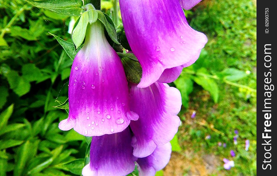 Close up of dew on purple morning glory flowers in sunny garden.