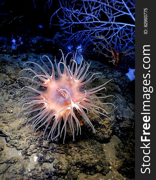 Pink Sea Creature Underwater