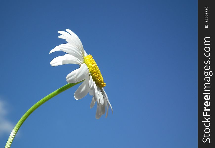 White Daisy Under Blue And White Cloudy Sky