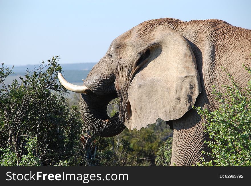 Grey Elephant by the Bushes at Mountain Top during Daytime