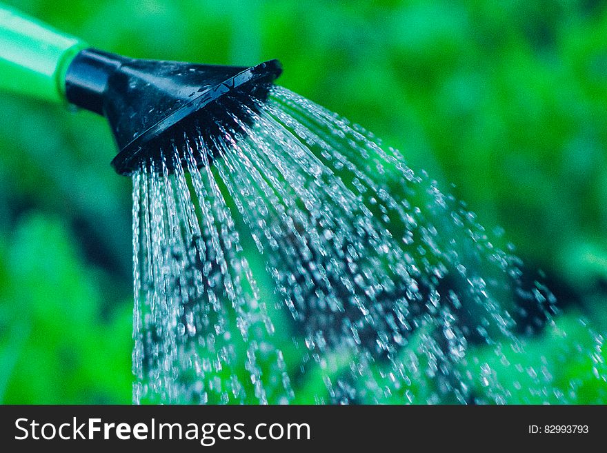 Green Black Watering Can Spraying At Green Leaved Plant