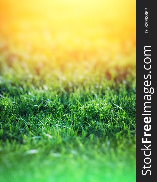 Green Grass over Yellow Background