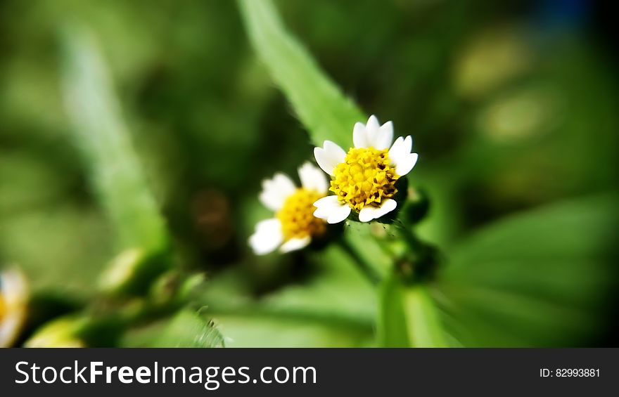 White Petaled Flower