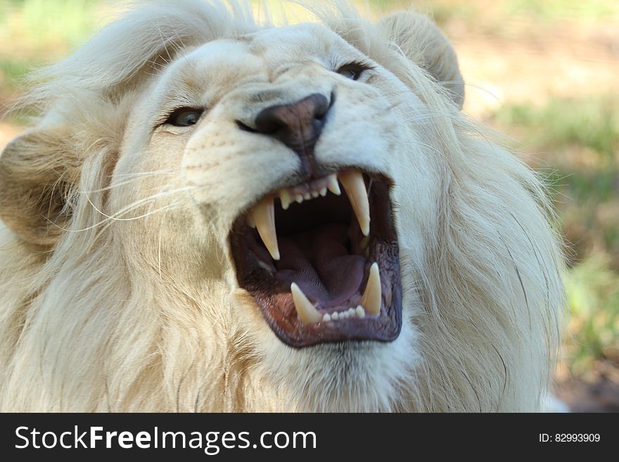 White Long Coat Lion