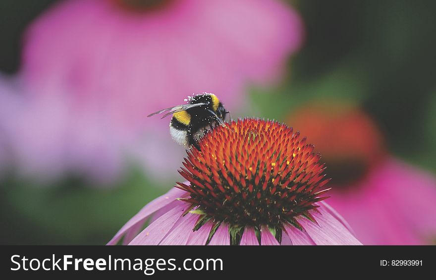 Bee on Red and Purple Flower