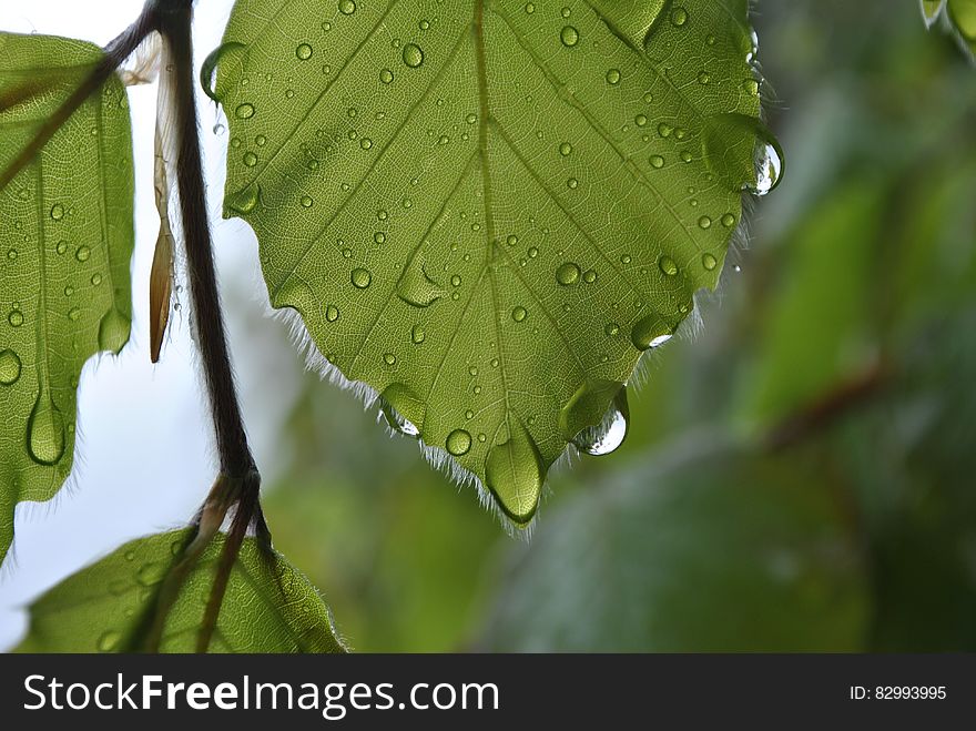 Green Leaf With Water Dew