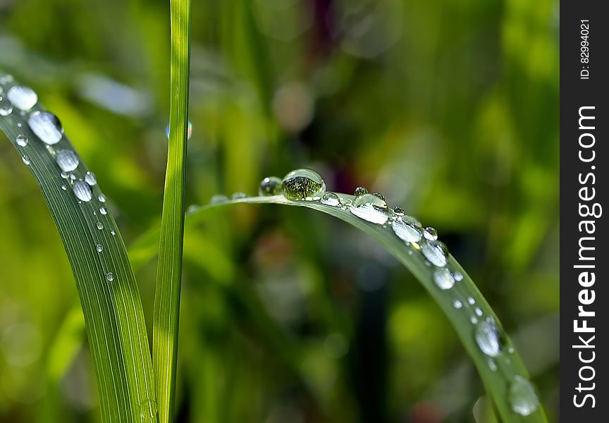 Macro Photography of Watered Green Leaf Plant