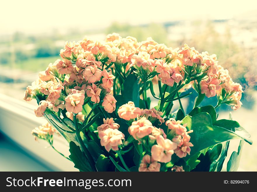 Pink Flowers on Green Plants Phptography