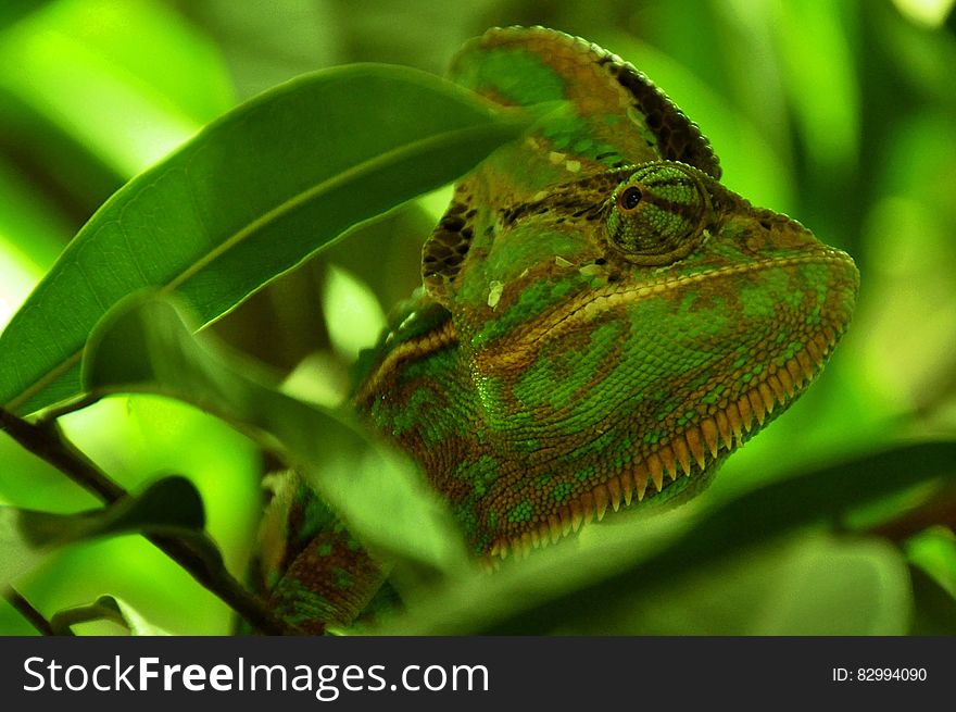 Green and Yellow Chameleon Close Up Photography