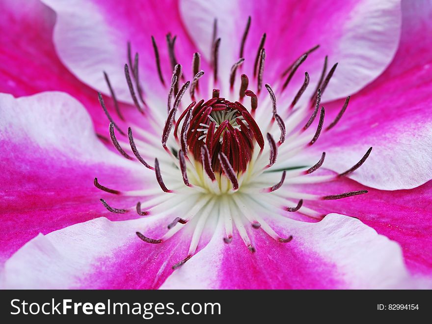 Close Up Photo of Red White and Pink Flower