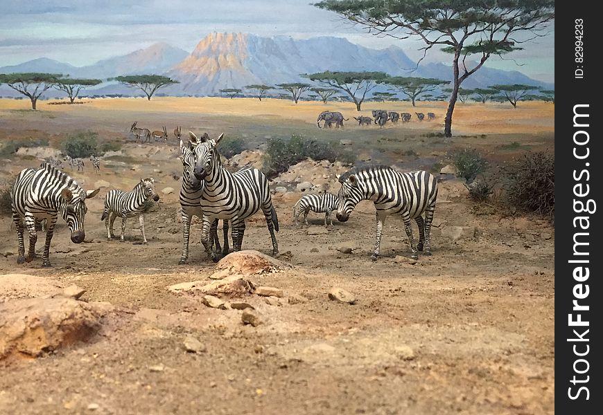 Zebras in Sahara