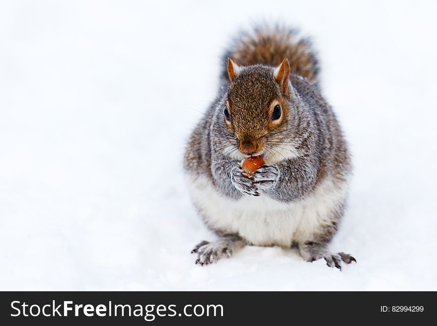Gray and White Squirrel at Snow Covered Ground