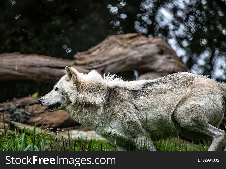 Gray and White Wolf