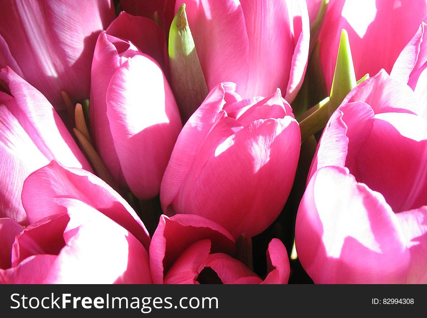 Pink Tulips Flower