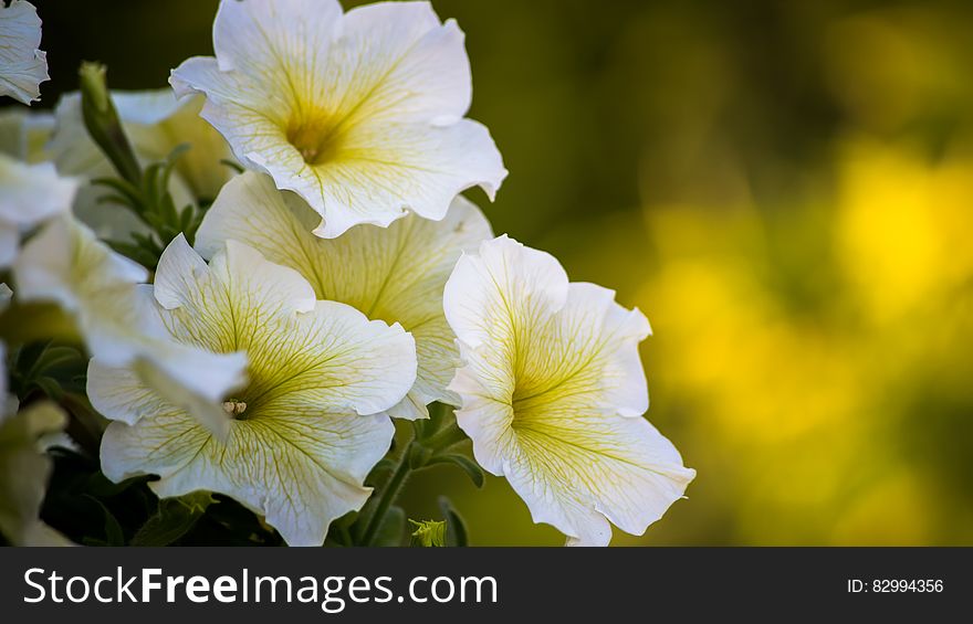 White Yellow Flowers