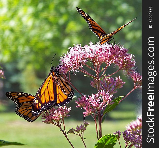 Monarch Butterflies on Pink Petal Flowers during Daytime