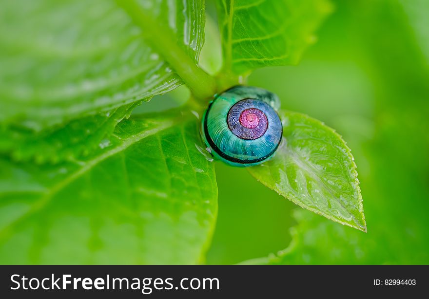 Green Pink and Blue Snail on Top of Green Leaf