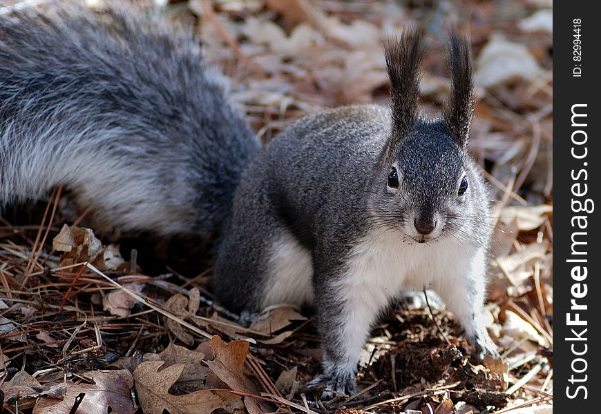 Black And White Squirrel