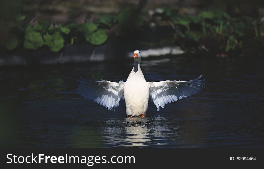 White and Grey Duck on Water