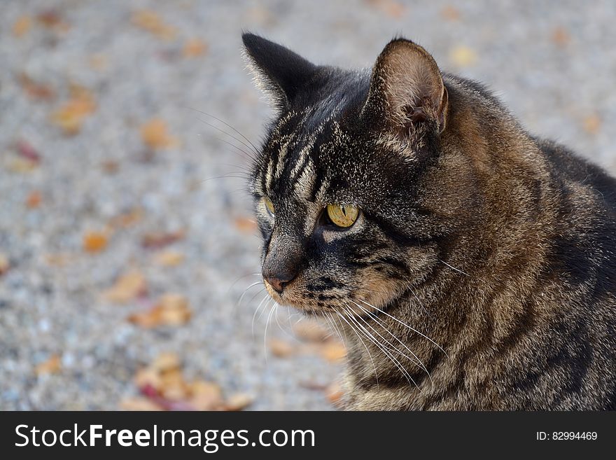 Black And Brown Cat