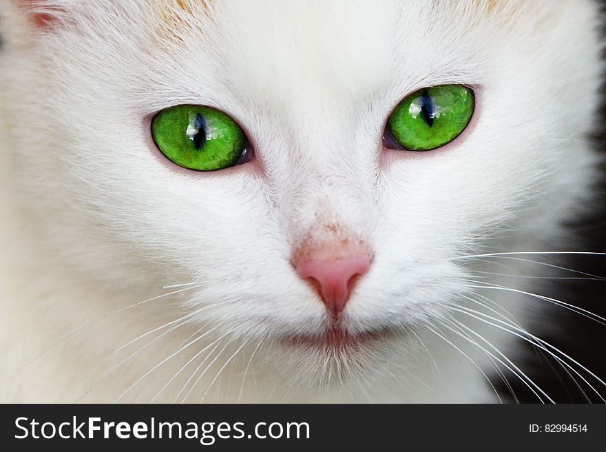 White Coated Cat With Green Eyes