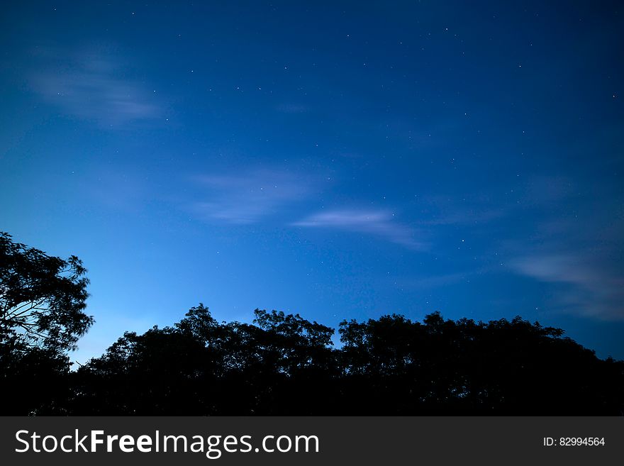 Stars in blue night sky above silhouetted trees. Stars in blue night sky above silhouetted trees.