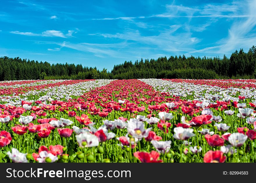 Red and White Flowers Under Blue Sky during Daytime