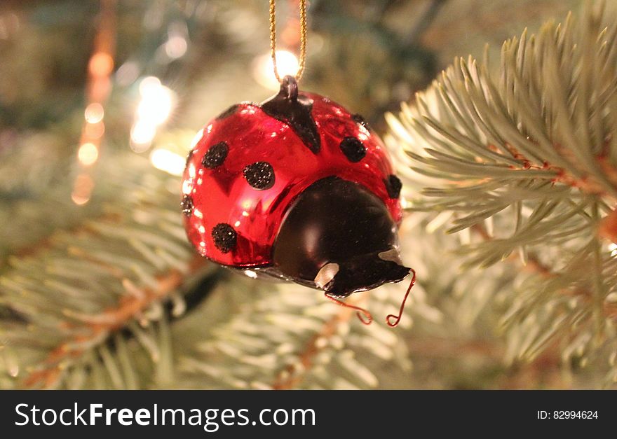 Ladybird ornament on a spruce tree. Ladybird ornament on a spruce tree