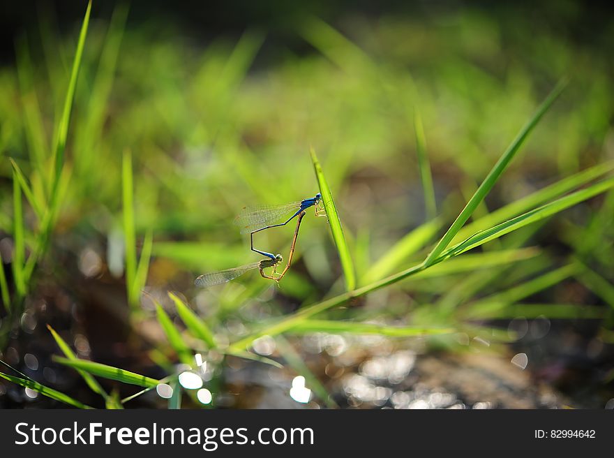 Blue Insect on Green Plant on Tilt Shift Lens Photography