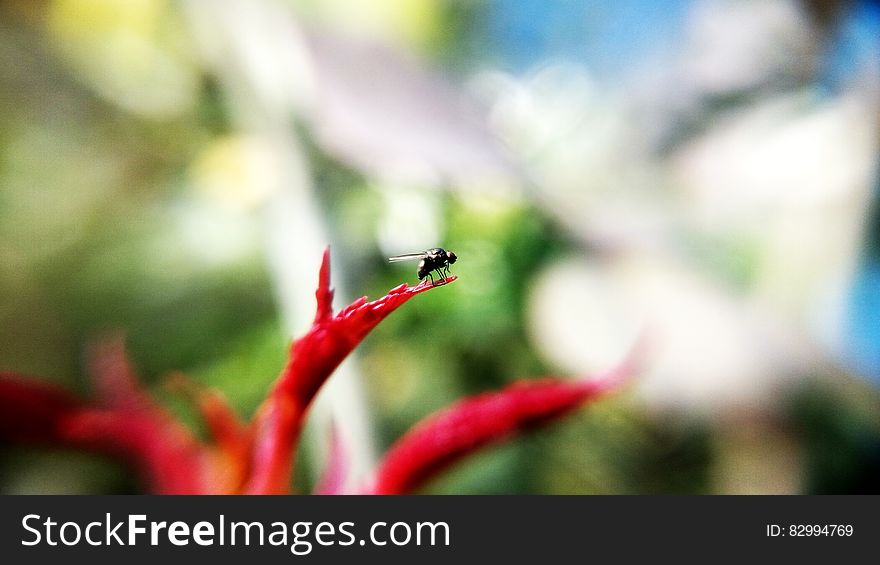 Black Insect on Red Plant
