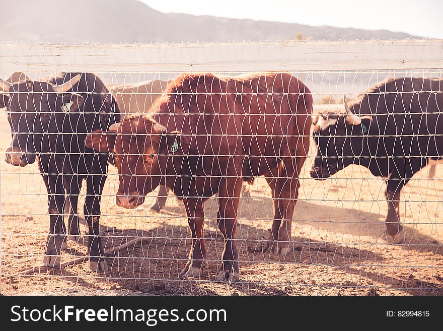 Cattle Behind Wire Fence during Daytime