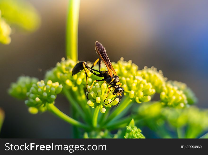 Bee Pollinating A Flower