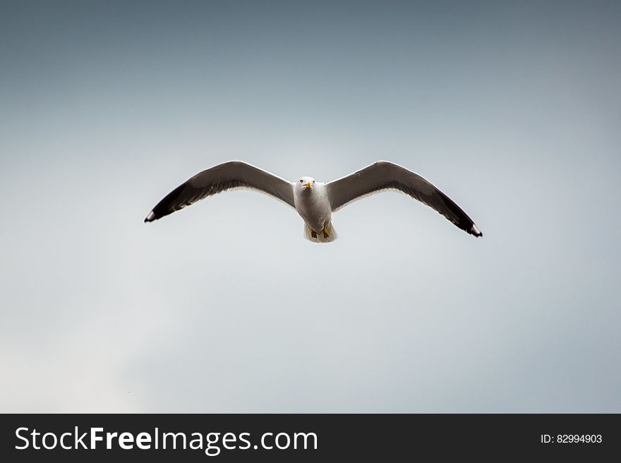 Low Angle Photography of Seagull Flying