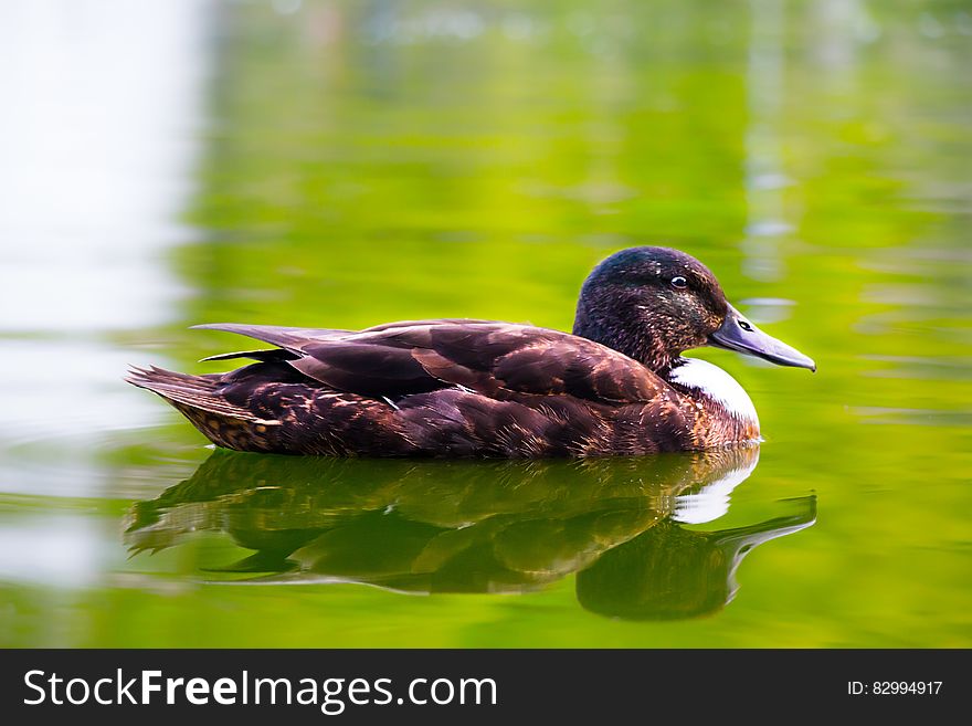 Duck floating on a lake