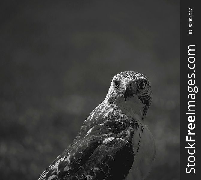 Black and white portrait of hawk bird looking over shoulder with copy space.