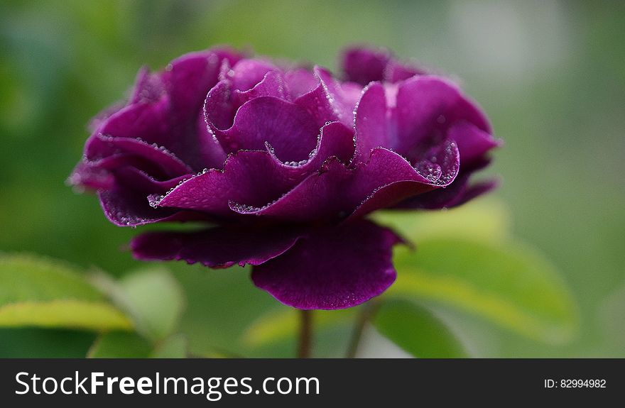 Purple Petaled Flower