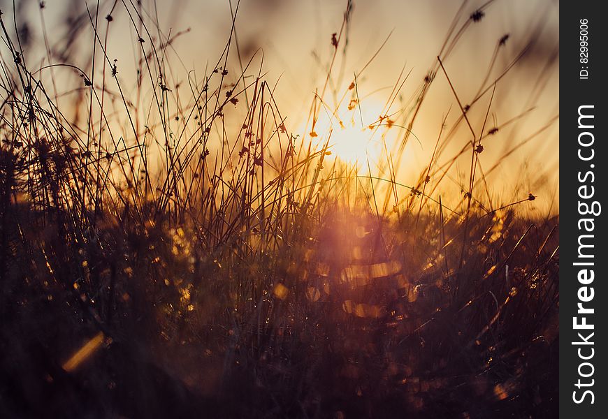 Low angle closeup of grass in meadow silhouetted at sunset. Low angle closeup of grass in meadow silhouetted at sunset.