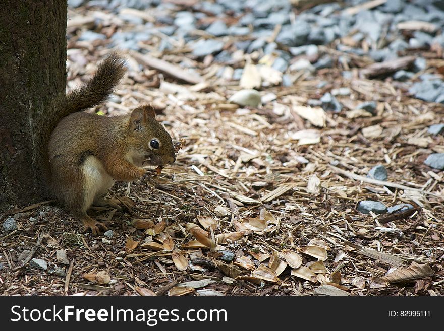Squirrel resting under tree on ground. Squirrel resting under tree on ground.