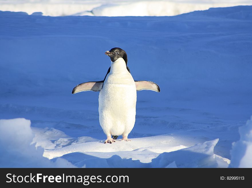 Close Up Photography of Penguin on Snow