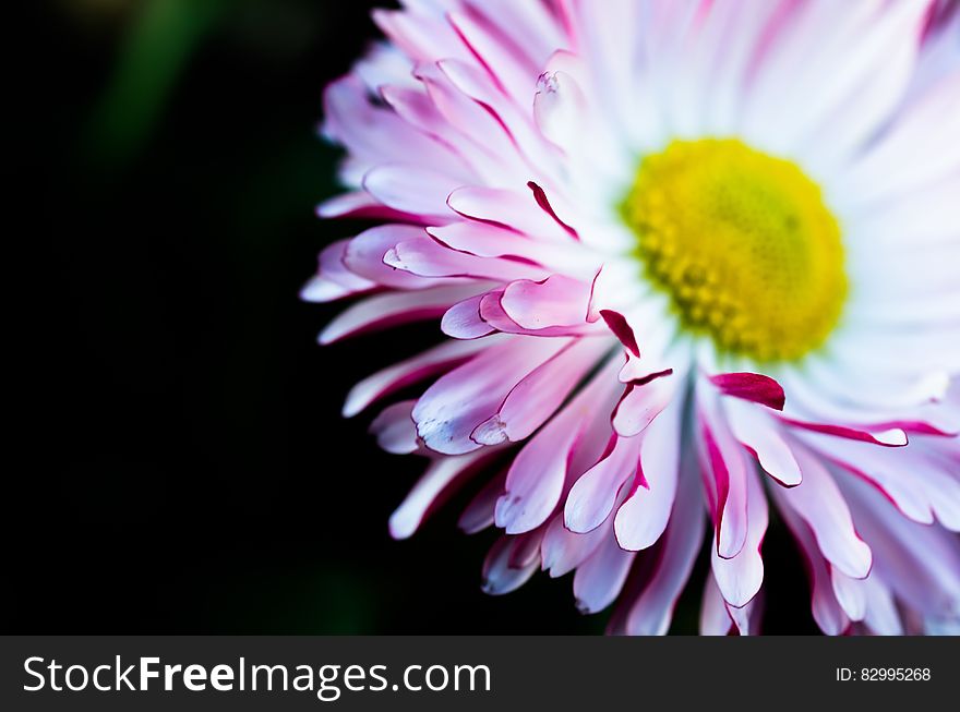 A close up of a red and white daisy or aster flower. A close up of a red and white daisy or aster flower.