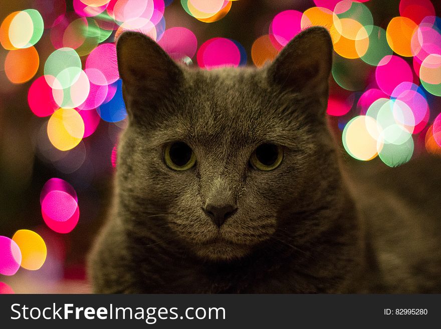 Cat With Blurred Background