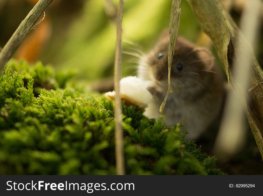 Mouse In Forest
