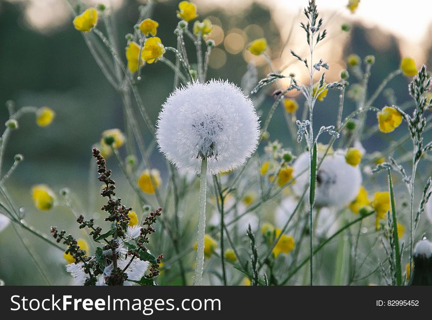 Dandelion flowers with seed heads