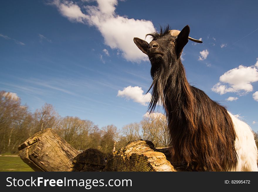 Low angle view of goat in countryside field with blue sky and cloudscape background.