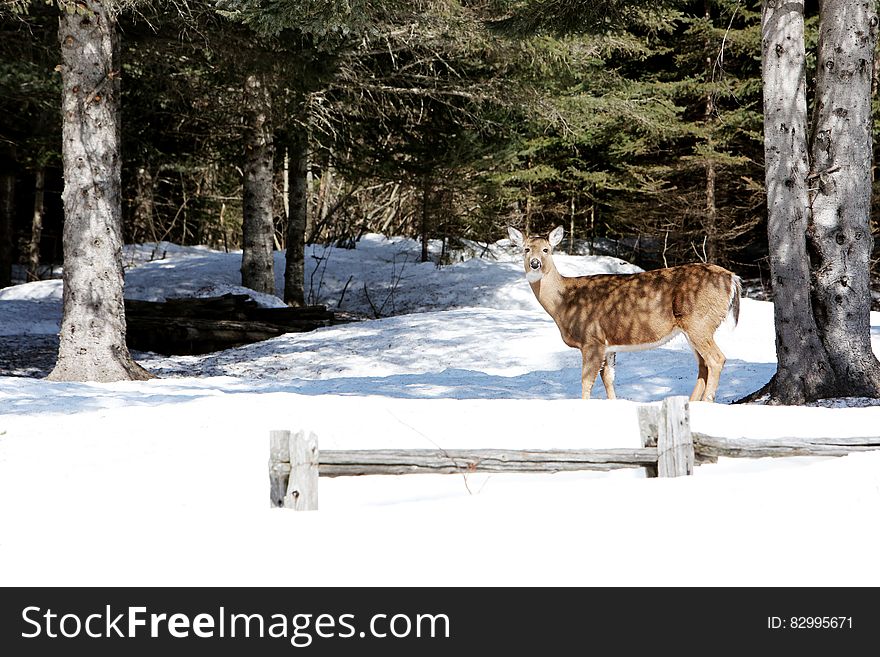 Brown Deer Standing Near Tree Trunk Duringwinter