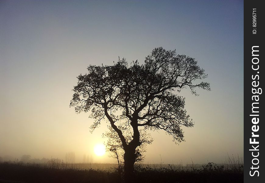 Silhouette of tree in foggy field at sunset. Silhouette of tree in foggy field at sunset.