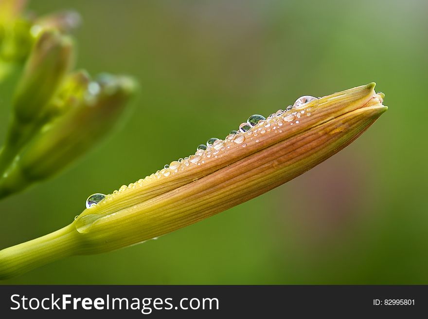 Dew Drops On Flower Petal