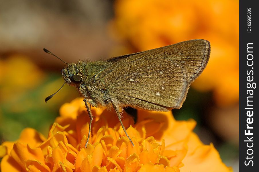 Black Butterfly on Top Orange Multi Petaled Flower Close Up Photography