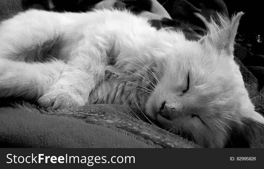 White Kitten In Grayscale